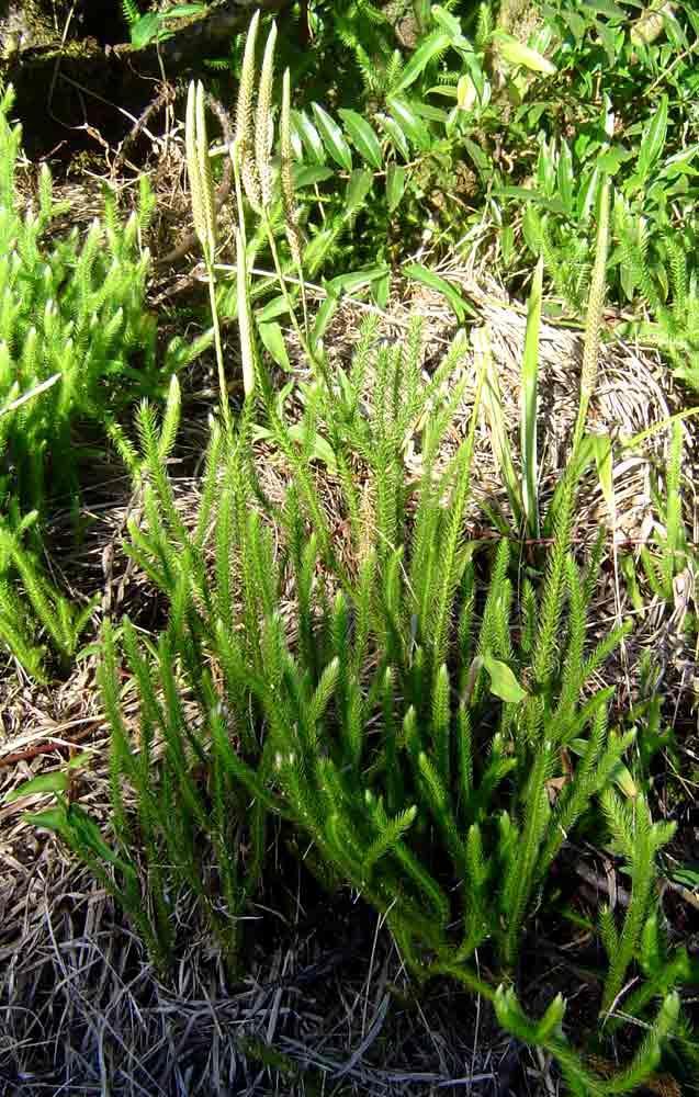 Lycopodium clavatum L. Plazivé, kořenující, až 1 m dlouhé lodyhy. Postranní větve vystoupavé až přímé.