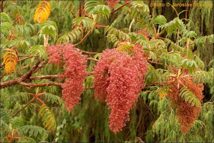 Hagenia abyssinica Willd. (Rosaceae) Strom s mladými větvemi pokrytými žlutými chloupky.