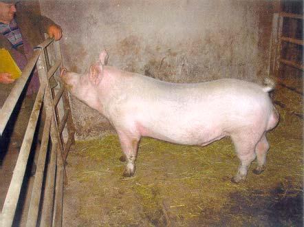 Požiadavka 18.1: Personál 18.1.1. Je k dispozícii dostatočne početný personál, ktorý sa stará o zvieratá? Nariadenie vlády 322/2003 Z. z., príloha č.