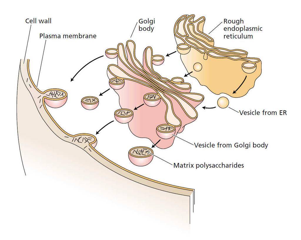 Endomembránový systém nezbytný pro vznik buněčné stěny hemicelulózy a pektiny syntéza v Golgiho aparátu sekretorickými