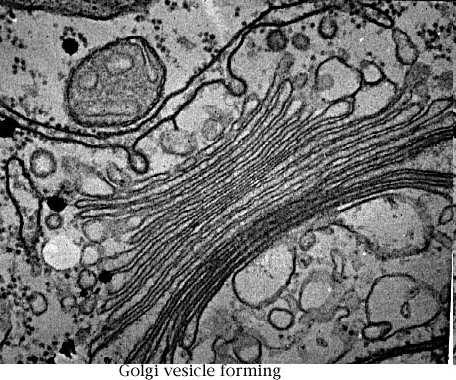 Komunikace mezi kompartmenty pomocí váčků Tvorba váčků Golgiho komplexu http://www.