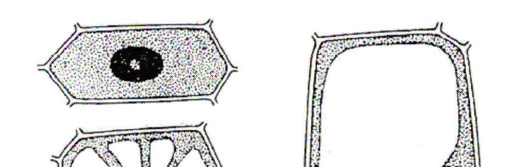 Vakuoly: Ohraničené tonoplastem - jednoduchá