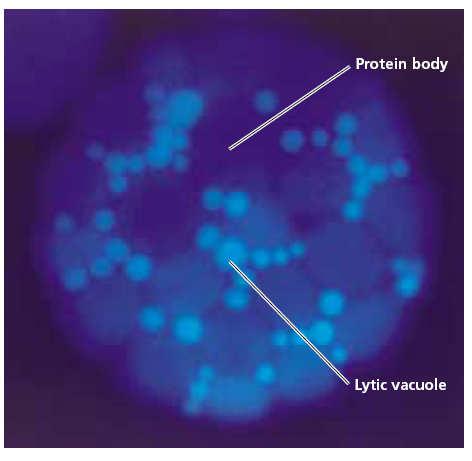 Vakuola - funkce: 1. Homeostáze cytoplazmy, např. ph jak protonové, tak vápníkové pumpy 2. Zásobní 3.