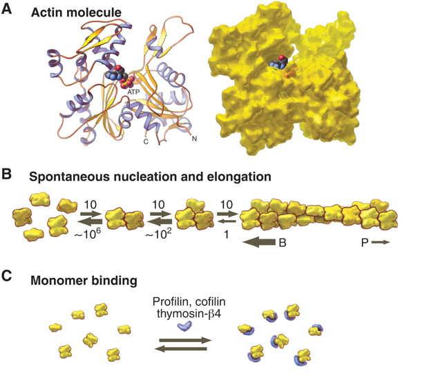 Cytoskelet: aktin a mikrofilamenty Pollard