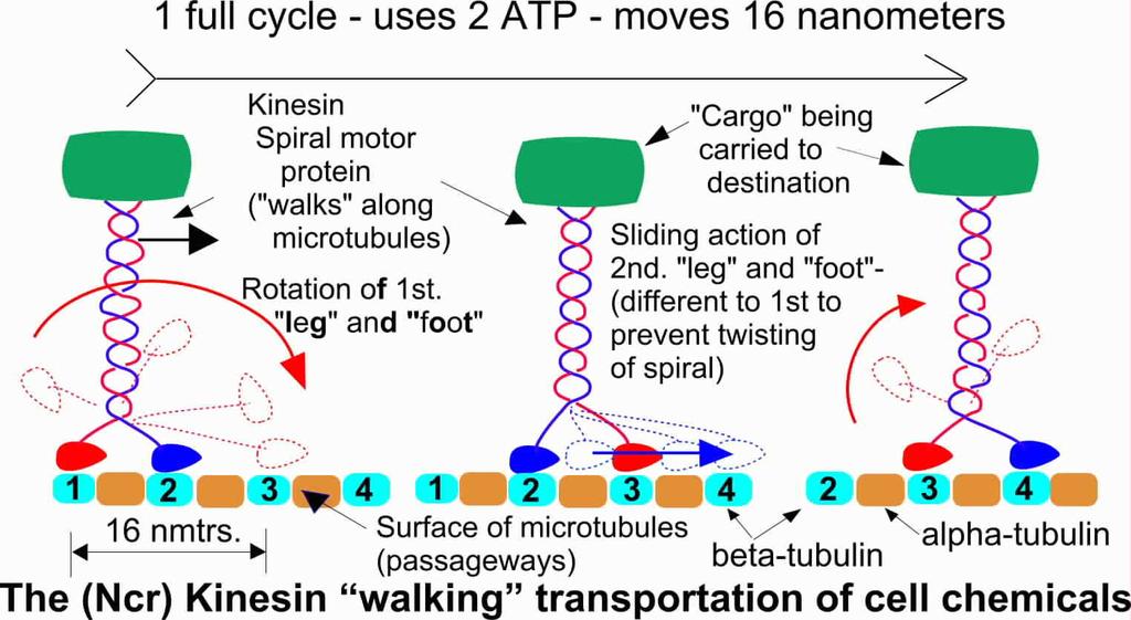 Motorové proteiny po filamentech aktinu se pohybují myoziny po mikrotubulech