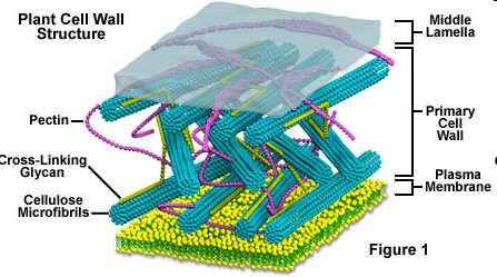 Buněčná stěna - struktura Střední lamela Pektin Hemicelulozy