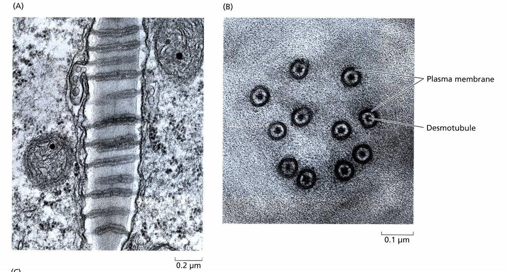 Plasmodesmy cytoplazmatické spoje skrz buněčnou stěnu cytoplasmatická spojení protoplastů sousedních