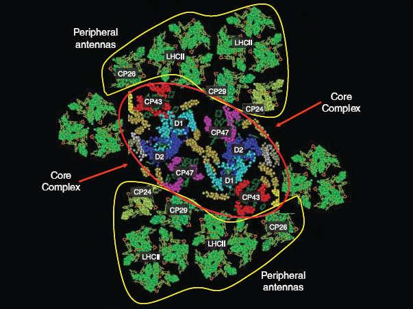 Fotosyntetické pigmenty součástí pigment-proteinových komplexů světlosběrné antény x reakční centrum fotosystému světlosběrná anténa jádro fotosystému jádro fotosystému