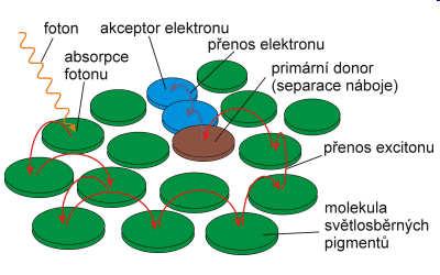 Fotosyntetické pigmenty světlosběrné antény x reakční centrum fotosystému proč?