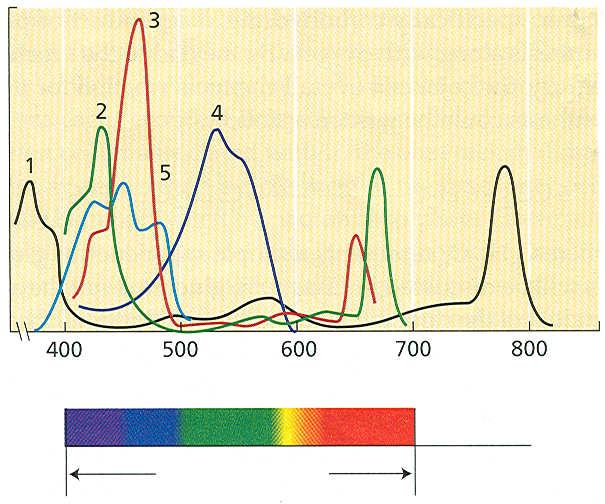 absorpční spektra fotosyntetických pigmentů 1 bakteriochlorofyl a 2 chlorofyl a 3 chlorofyl b 4 fykoerytrin 5 β-karoten