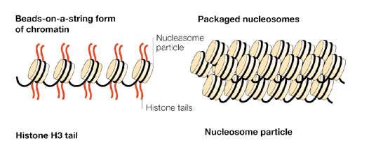 remodelace chromatinu euchromatin transkripčně aktivní heterochromatin kondenzovaný, transkripčně neaktivní Histony H2A, H2B, H3 a H4 tvoří histonové jádro, kolem kterého se obtáčí