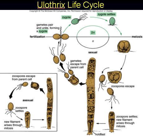 Ulvales
