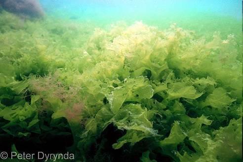 Ulva -