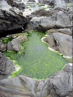ekomorfa