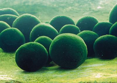 linnaei Marimo