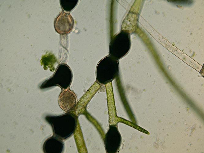 Pithophora