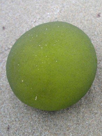 Codium C.