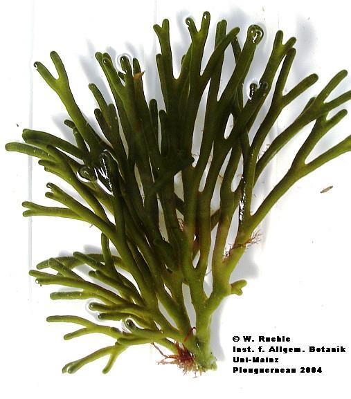 Codium