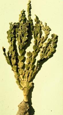 coenocytické,