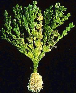 Bryopsidales