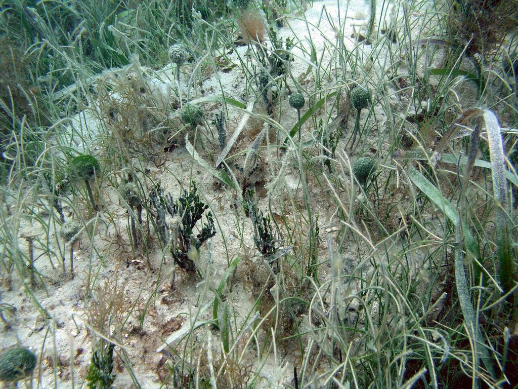 shallows seagrass