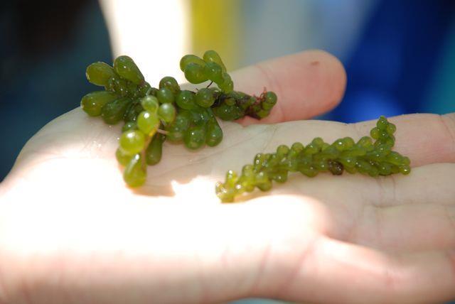 Caulerpa