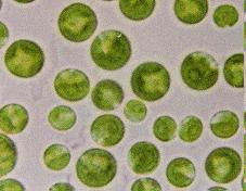 Chlorella