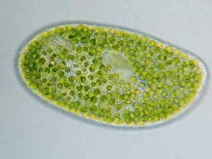 - polypy (Chlorohydra)