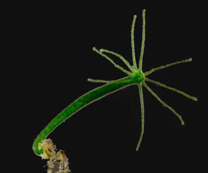 protista (Paramecium)
