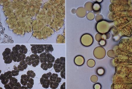Botryococcus biopaliva - pyrolýza