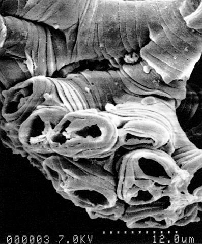 Botryococcus Surface bloom of Botryococcus brauni on Lake Kinneret,