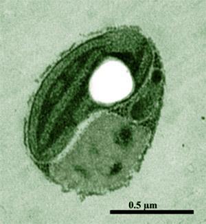 Ostreococcus ubikvitní rozšíření,