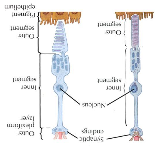 interneurony -