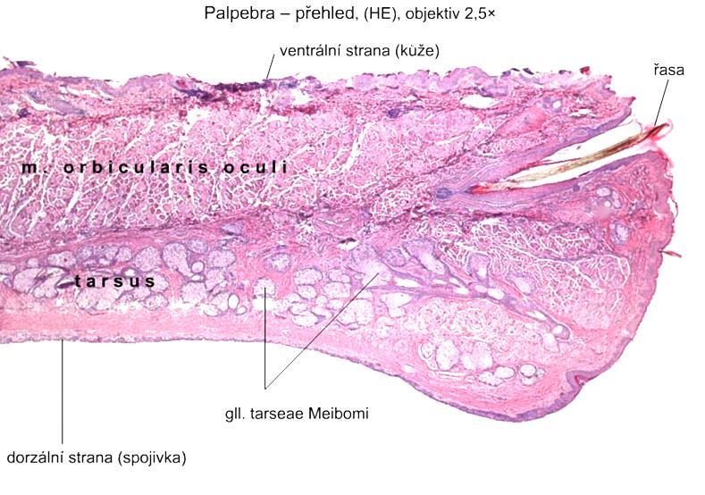 Víčko Meibomovy žlázky glands (gll.