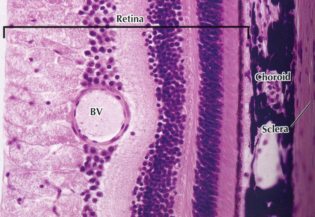 Oční koule Procesus ciliares Corpus ciliare Pars caeca retinae Sclera Iris Cornea Stěna oční koule Zadní segment Přední segment Tunica externa