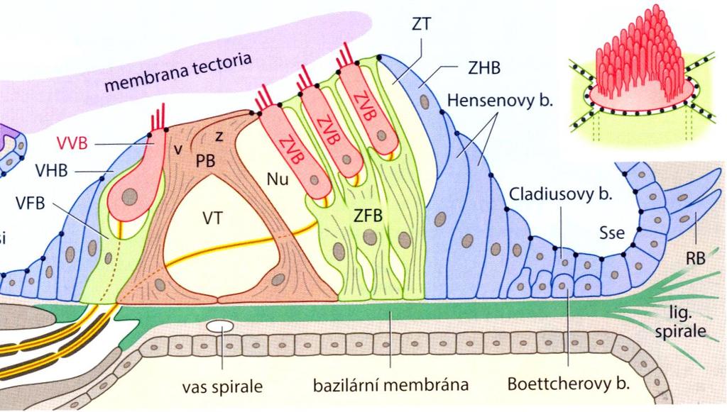 Cortiho orgán Buňky Podpůrné - Hensenovy - Zevní falangové - Zevní Cortiho pilíř - Vnitřní Cortiho pilíř - Vnitřní falangové buňky -