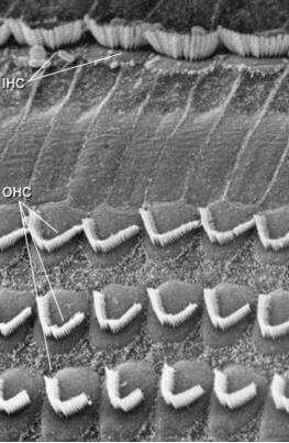 Vláskové buňky Vnitřní vláskové buňky - Depolarizace buňky vyvolá uvolnění neurotransmiteru (mj.