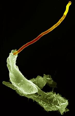 Bacillus