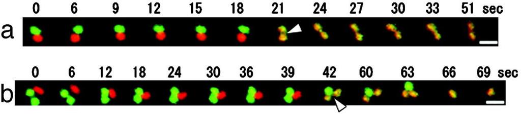 Mitochondrial fusion in onion bulb epidermal cells.