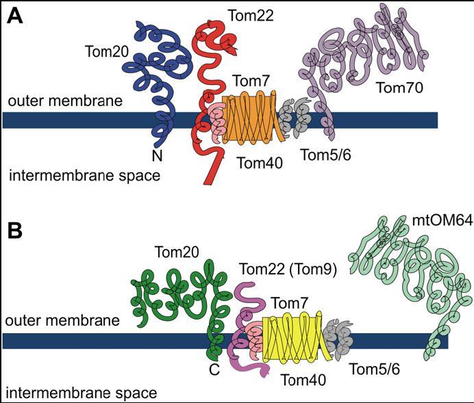 Transport proteinů do mitochondrií -TOM komplex Tom40: transmembránový kanál Živočichové a