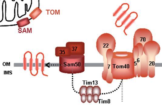 Transport proteinů do mitochondrií -SAM komplex (Sorting and Assembly Machinery) pro