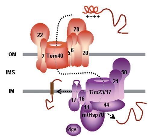 TIM23: translokace proteinů do matrix a některých proteinů do vnitřní membrány.