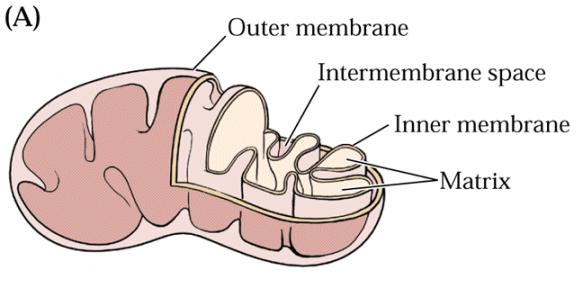 Ultrastruktura mitochondrií Endosymbióza (před cca 1,5