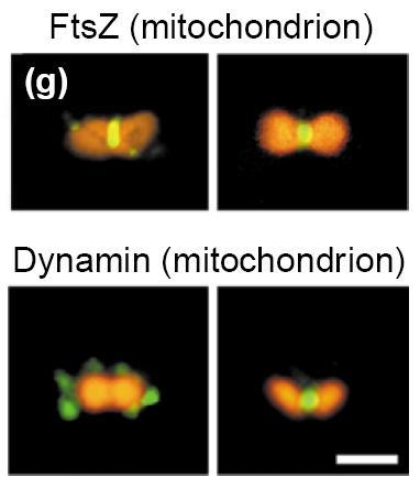 Dělení mitochondrií - Evoluční spojky a-proteobakteriální FtsZ byl však nalezen u některých