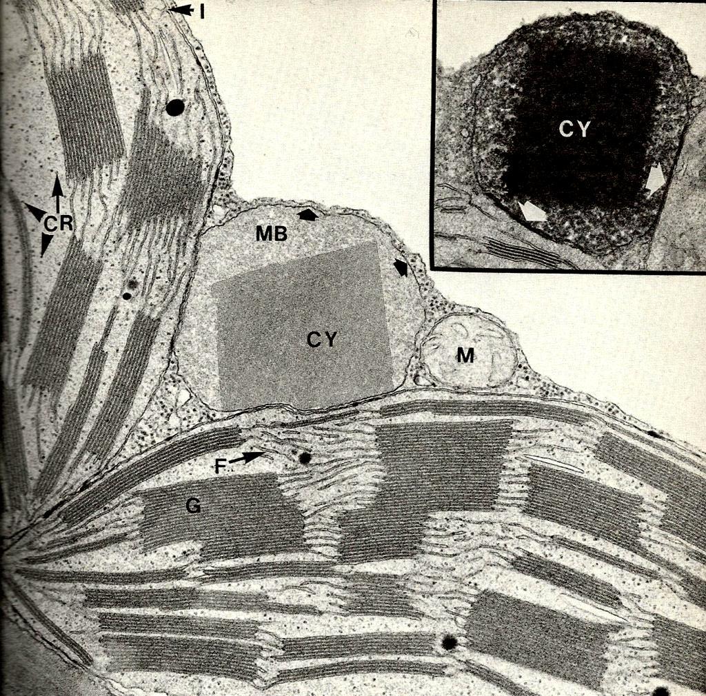 Glykolátový cyklus - fotorespirace 1 molekula 2-fosfoglykolátu 1 molekula CO 2 a 1 molekula 3-fosfoglycerátu MB: