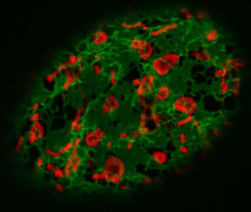 mitochondrie, plastidy.