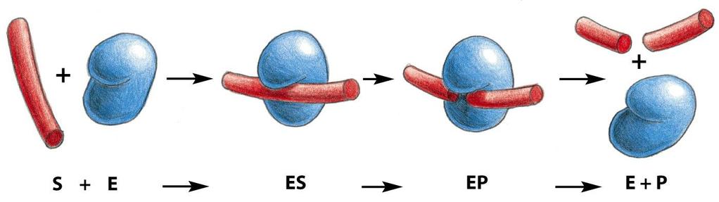 Figure 3-50a Molecular Biology