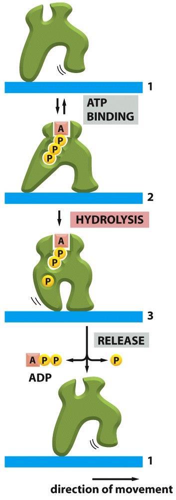 Motor proteins Figure 3-77 Molecular