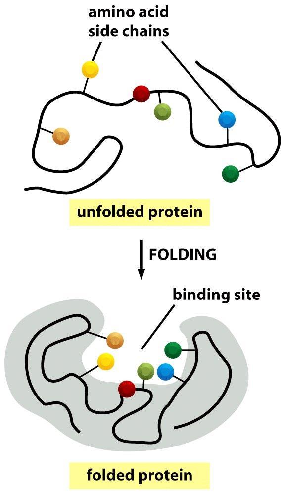 Vazebné místo proteinu Figure 3-37a