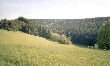 Foto 17: Bílé kaolinitické pískovce spodního triasu na temeni Kopny (583 m) (k článku na str. 59).